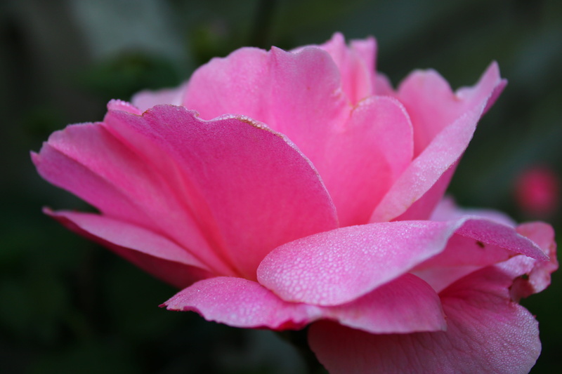 beauty, roze, inflorescence, freshness, flower head, plant, love, nature, petals, close-up, beauty in nature, pink flower, passion, rose, dew drops, flowering plant