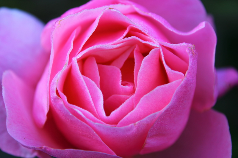 day, rose - flower, beauty, bloem, outdoors, 5K, roos, the roses bloom, flower, close-up, flower head, springtime, purple, nature, roses flowers, freshness