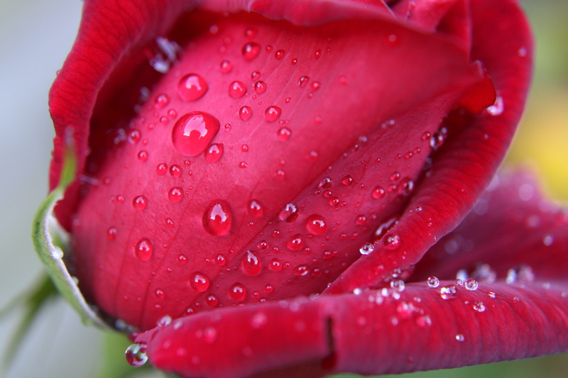 background, roze, romantic, petal, beauty in nature, love, nature, rain, rose, petals, marriage, water, dew, ripe, vulnerability, growth, red rose, flower