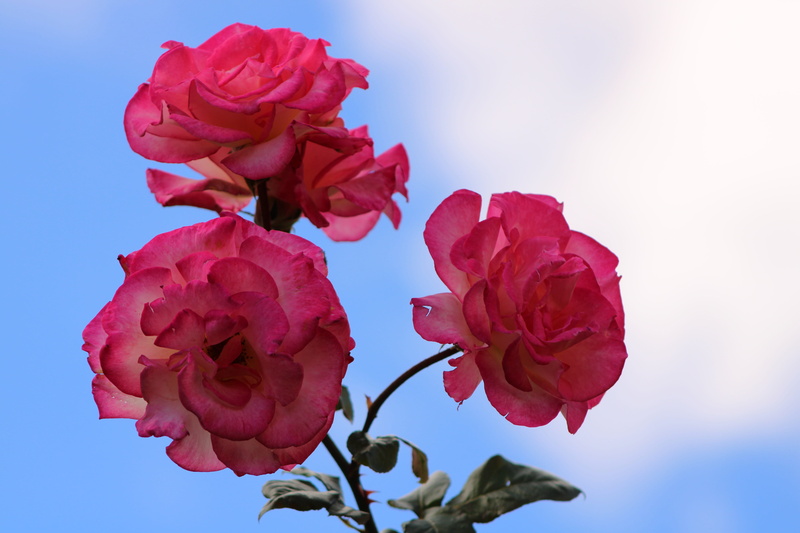 roze, close-up, flower, plant, bloem, bloesem, pink color, rose - flower, vulnerability, red, petal, no people, nature, rose, focus on foreground, freshness