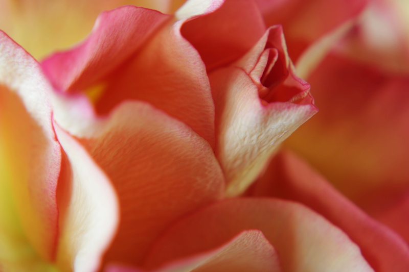 extreme close-up, flower garden, rose - flower, softness, backgrounds, close-up, pink color, petals, flower, feeling, petal, vulnerability, yellow rose
