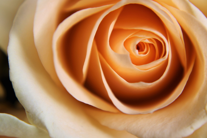 bloesem, freshness, beauty, softness, day, roze, fragility, petal, bloom, bloeien, rose, flowering plant, vulnerability, close-up, backgrounds, roses flowers