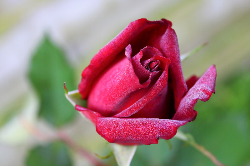 fresh, fragility, red rose, romance, flower, 5K, flowering plant, blossom, focus on foreground, marriage, roze, nature, close-up, flower head, love, freshness