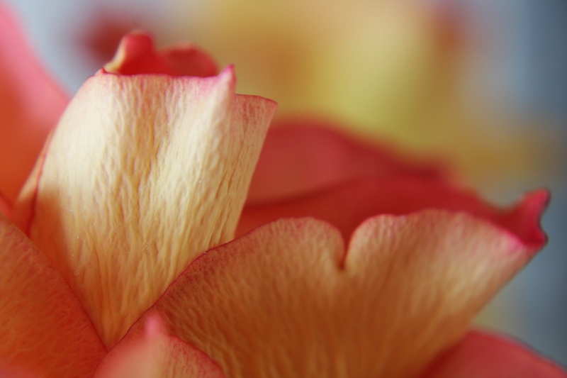 inflorescence, selective focus, bloesem, flower head, freshness, red, pink, feeling, growth, focus on foreground, no people, nature, pink color, roze, petal