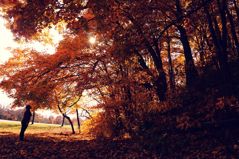 sky, van buren trail state park, no people, growth, fall, autumn, girl gazing, the giving tree, nature, day, sunlight, girl, 5K, united states, pure michigan