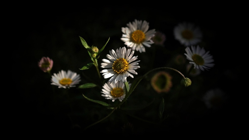 vulnerability, outdoors, daisies, nature, white color, beauty in nature, studio shot, white, flower, selective focus, freshness, springtime, no people