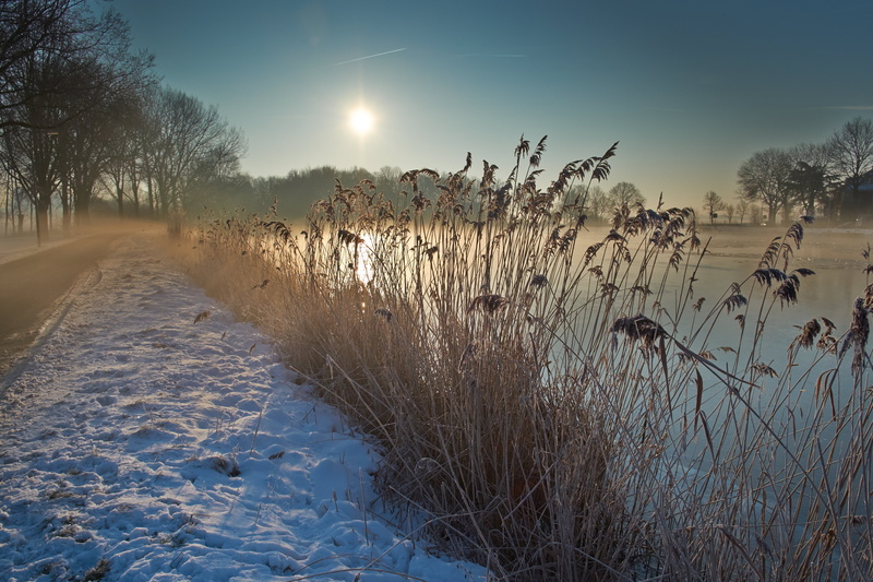 sun, reeds, water, body of water, tree  river, nature, OuderAmstel, mood, brown, landscape, polarize, embankment, Netherlands, Nederland, road, Amstel