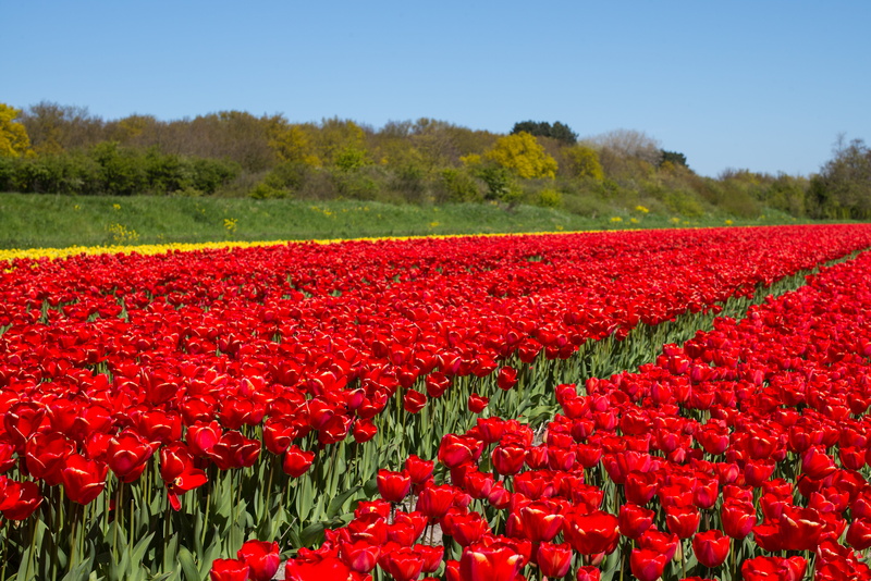 daytime, flower Head, flowerbed, Tulip, blue  sky, springtime, tulips, nature, plant, 5K, M  240, Holland, field, Netherlands, petal, season, Spring, Countryside