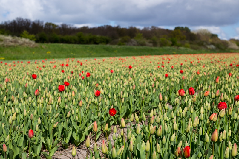green Color, red, bulb, buds, landscape, flower, spring, field, summer, agriculture, outdoors, fields, Europe, Leica  M, M  240, farming, 5K, tulips, tulip