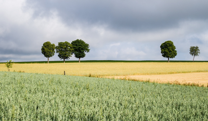 blue, forest, trees, land, nature, sky, M  240, daytime, Europe, outdoors, green, field, countryside, brown, farm, Landscape, agriculture, travel, tree