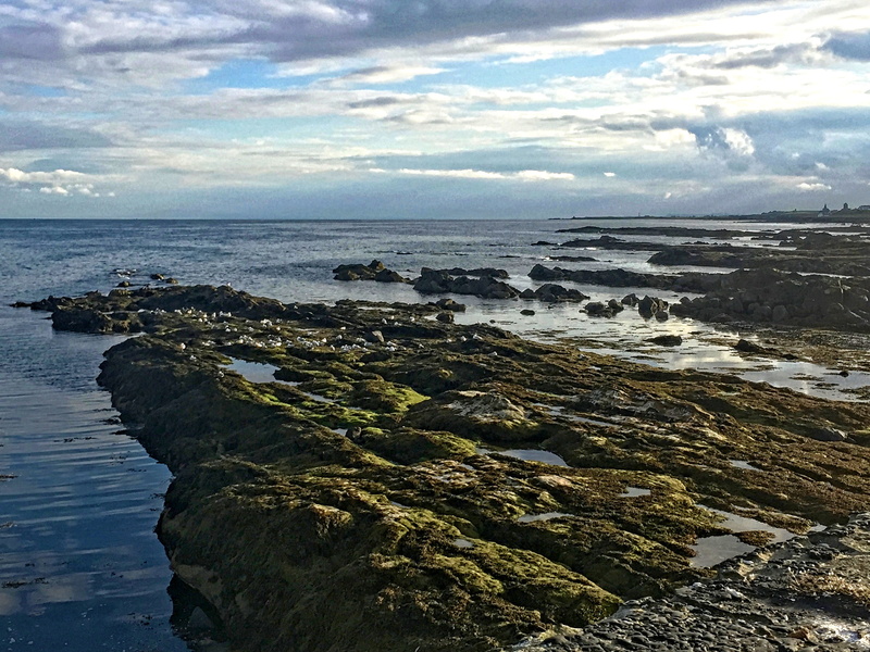 tranquil scene, seabirds, pittenweem harbour, clouds, outdoors, scenics - nature, rocks, rocky coastline, beauty in nature, sky, pittenweem, no people