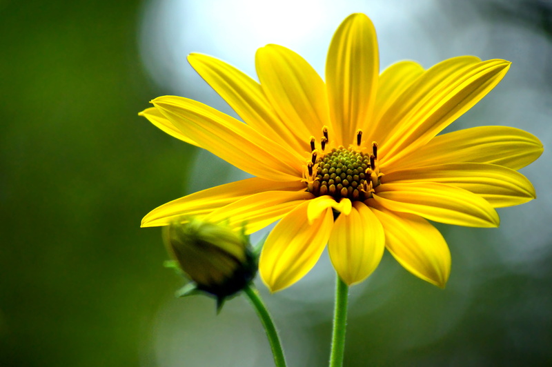 heyday, petaled, auge, macro, nature, flower Head, flower, amarillo, giallo, beauty In Nature, yellow, close-up, bloom, summer, single Flower, petal, daisy