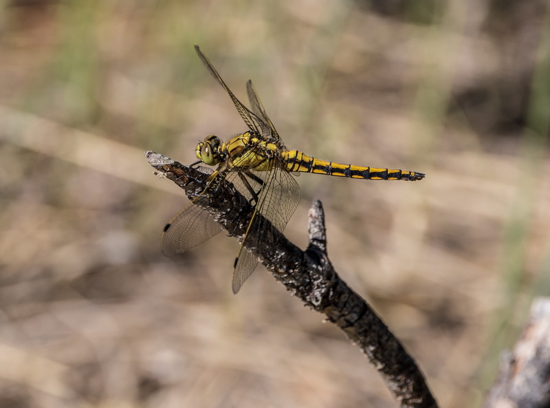 Animals, nature, day, keiljungfer, close-up, selective focus, Insects, gelbe, simillimus, Dragonfly, animals in the wild, 2K, animal wildlife, one animal