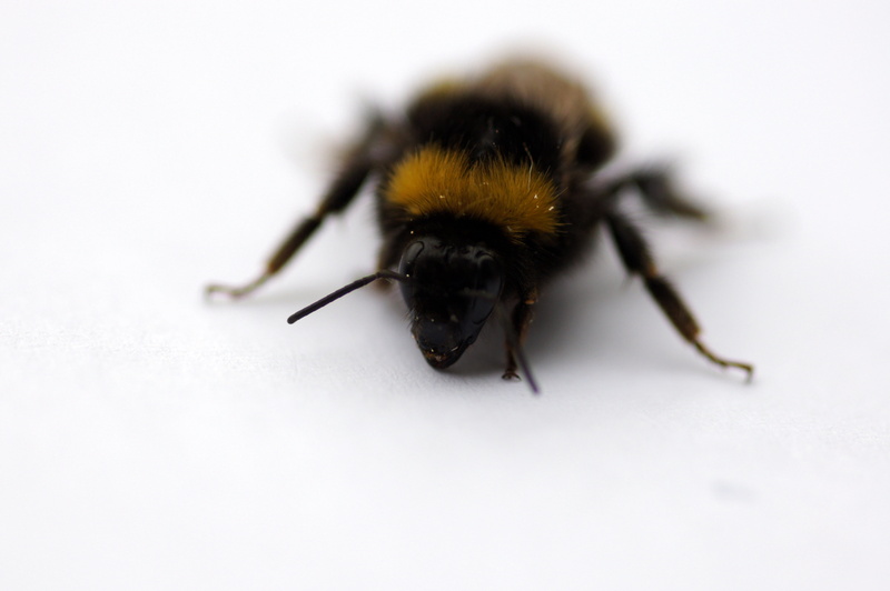 close-up, animal, brown, 4K, macro, nature, gelb, schwarz, insect, yellow, makro, tier, bee