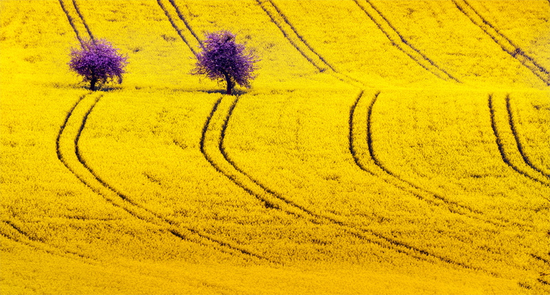 Natur, flower, Raps, yellow, yellow grass, Norbert, blossom, daytime, sea, 5K, Reimer, gelb, sun, field, grass field, oilseed Rape, explored, nature, agriculture
