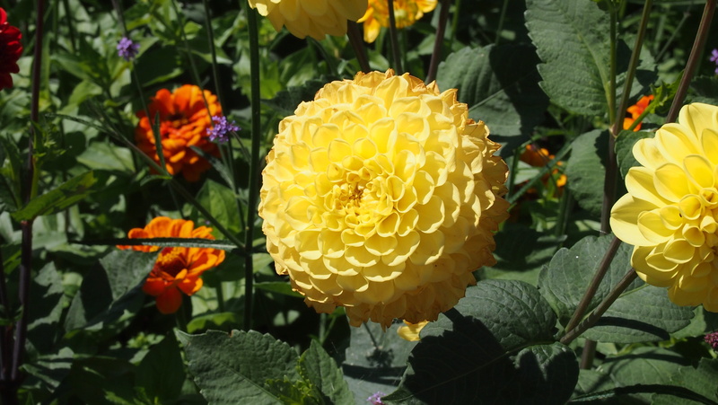 beauty in nature, nature, dahlie, no people, day, flowering plant, gelb, dahlia, 4K, blumen, petal, outdoors, fragility, plant part, vulnerability, inflorescence
