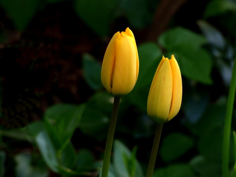 petal, Blume, flowers, yellow, Gelb, 720P, green Color, Frühling, plant, Flower, leaf, flower Head, Spring, nature, two, Beim, photography, petaled, Tulip