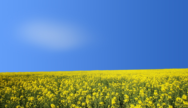 rural Scene, 4K, basket, gold, nature, sunlight, oilseed Rape, illusion, field, summer, canola, blue, agriculture, sunny day, Basket-of-Gold, outdoors