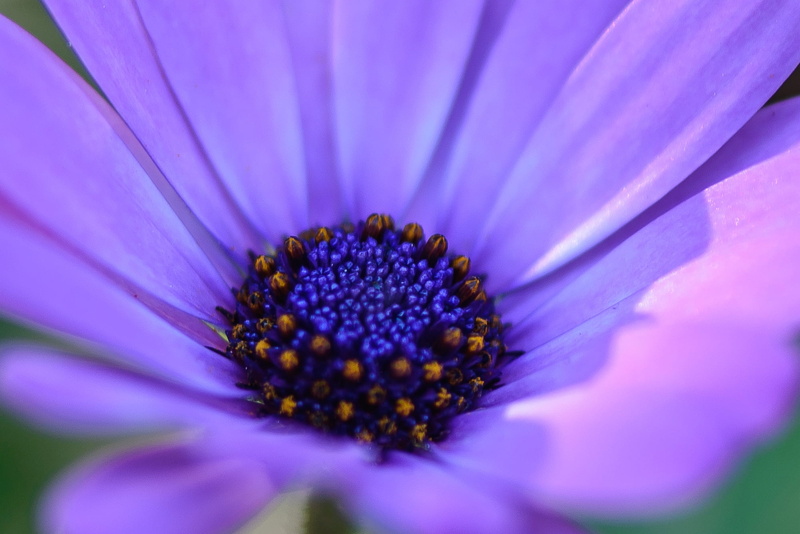 violet, closeup, photo, natur, african, du, africaine, African Daisy, summer, lila, blumen, Macro, flower, nature, daisy, yellow, jaune, plant, African  Daisy