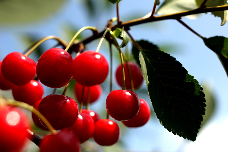 daytime, fruits, Obst, leaf, Healthy, Frucht, green leaves, red cherry, Vitamine, Red  Rot, leaves, Cherries, 5K, cherry, Fruit, nature, green, red