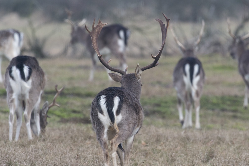 mammal, eos, landscape, antler, animal themes, wild, animals in the wild, group of animals, animal, 700d, no people, herd, deer, wildlife, field, dom, netherlands