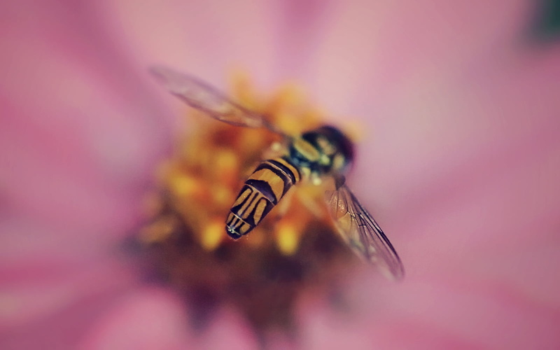 Montreal, 700d, close-up, Stigma, Mask, Nature, photo, Depth of field, Insect, dof, Flower, Animal, Canon  eos  Rebel  T5i, 720P, Flora, selective, bee