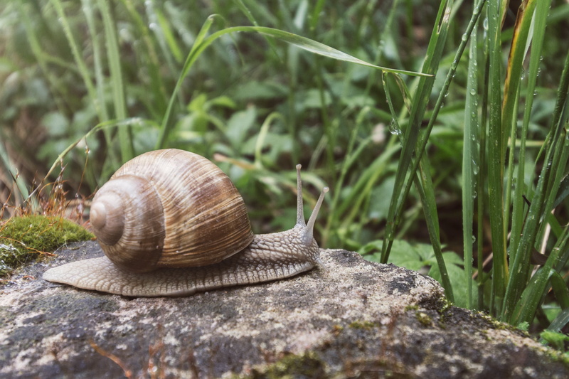 animal, haus, house, franken, photography, rock, bayern, crawling, nature, slug, pegnitz, animal Shell, Snail, canon  eos, stein  stone, 4K, germany, tier