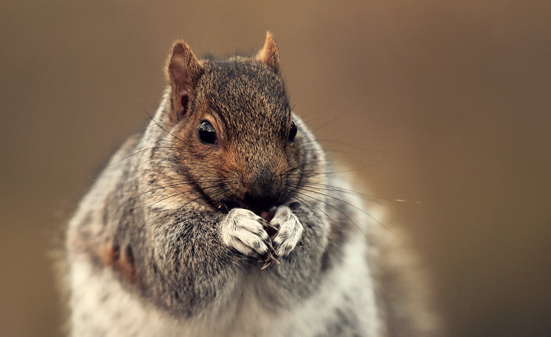 brown, Winter is coming, 700d, Squirrel, fur, Fauna, Montreal, Life, DSRL, wildlife, mammal, Rebel, dof, rodent, 720P, Depth of field, cute, animal, Nature