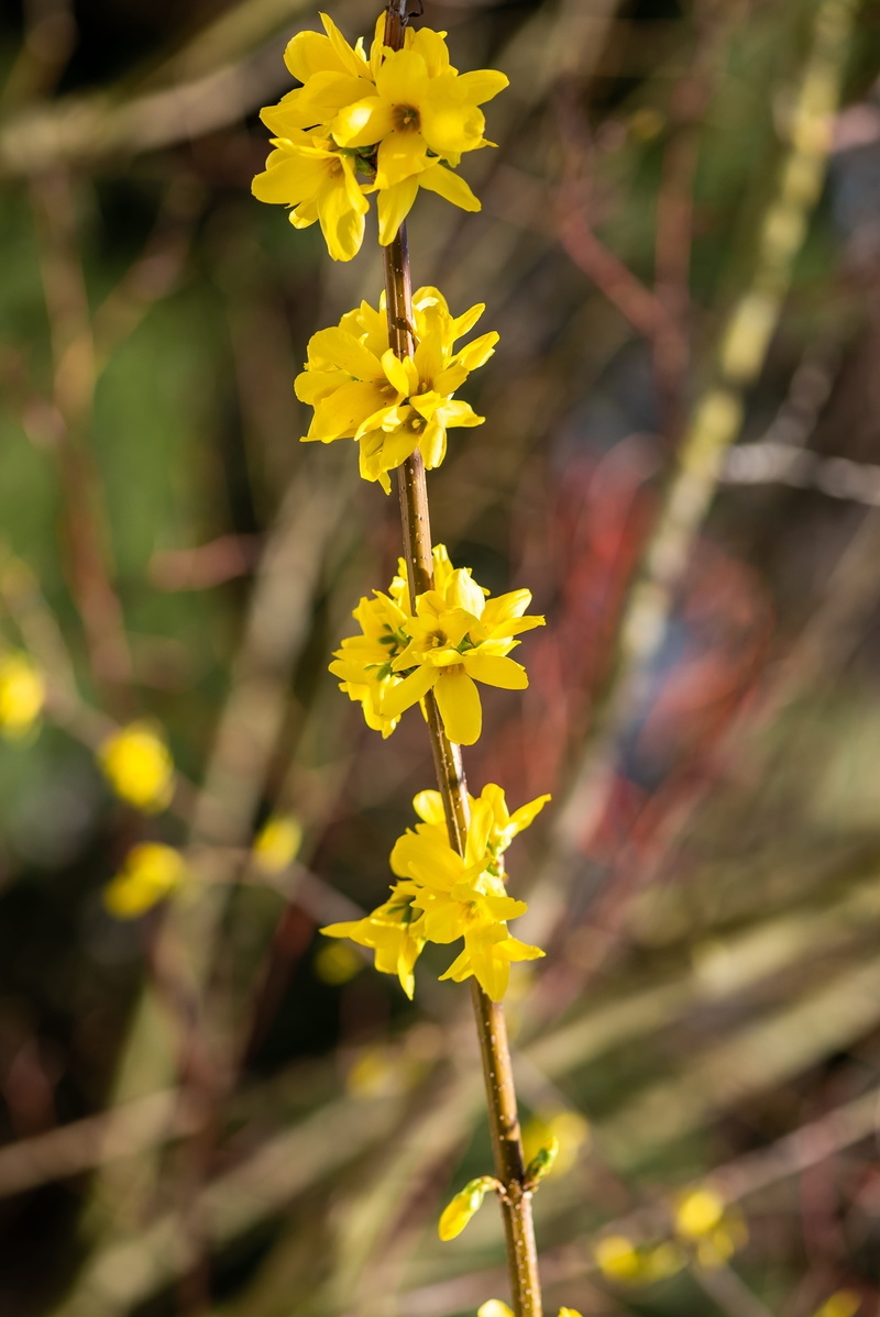 growth, baum, petal, flower head, fir, nature, abies, gelb, freshness, vulnerability, spring, day, yellow, daffodil, plant, blüte, 5K, gladiolus, beauty in nature