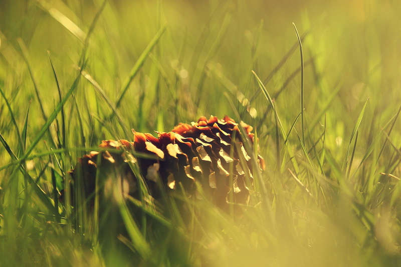 grass, green grass, Zoom, 700d, Colors, plant, top, dof, Flora, Canon  eos, outdoors, nature, growth, Montreal  Quebec, Nature  Park, Garden, Haze, Light