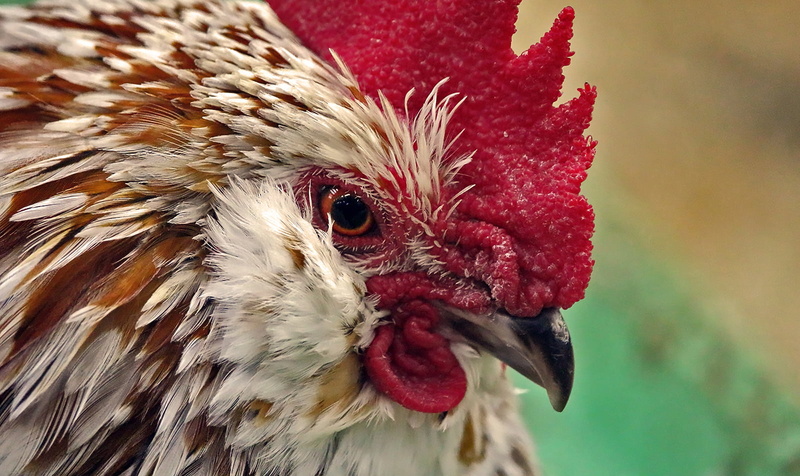 700d, Composition, Canon, Focus, 720P, Look, feather, chicken, photography, DSRL, Persuasive, Quebec, close up photography, chicken - Bird, depthoffield