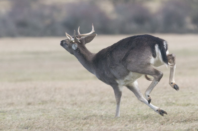 eos, herd, wildlife, netherlands, efs, 2K, land, canon, field, noordwijk, animals in the wild, dom, no people, animal themes, animal wildlife, antler