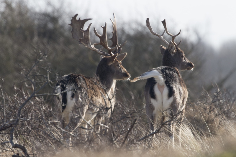 netherlands, noordwijk, antler, animals in the wild, landscape, herbivorous, dom, wildlife, tree, 4K, canon, animal themes, vertebrate, day, 700d, beautiful
