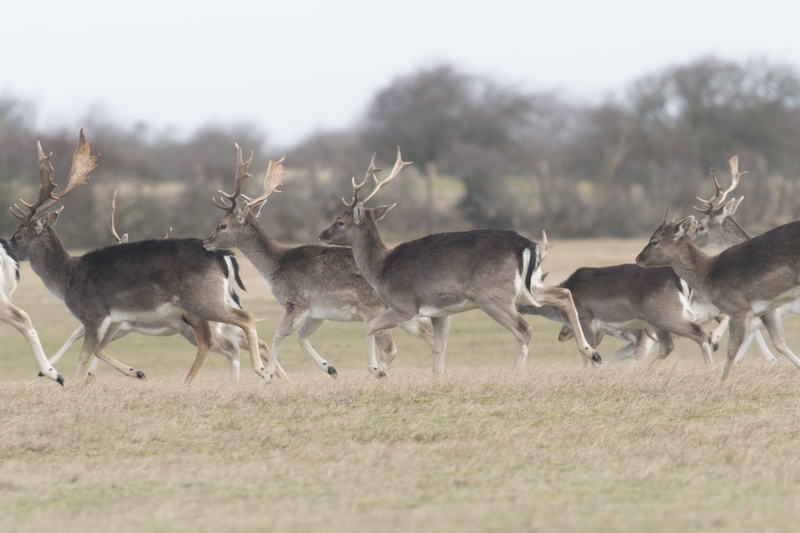 land, wildlife, 700d, day, field, herbivorous, pure, dom, canon, mammal, noordwijk, animal wildlife, 100-400mm, eos, langevelderslag, deer, animal themes