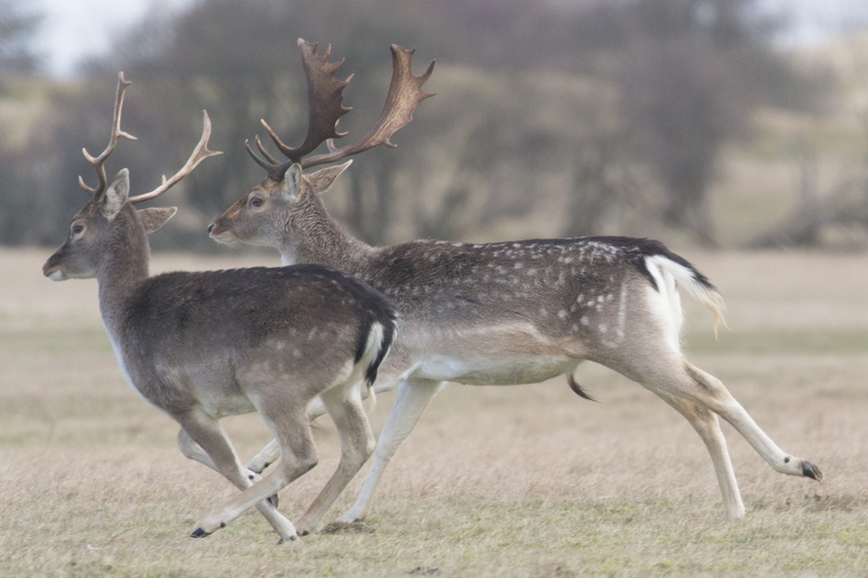 nature, 700d, eos, antler, reindeer, land, animal themes, mammal, 100-400mm, animal wildlife, landscape, deer, two animals, langevelderslag, pure, field