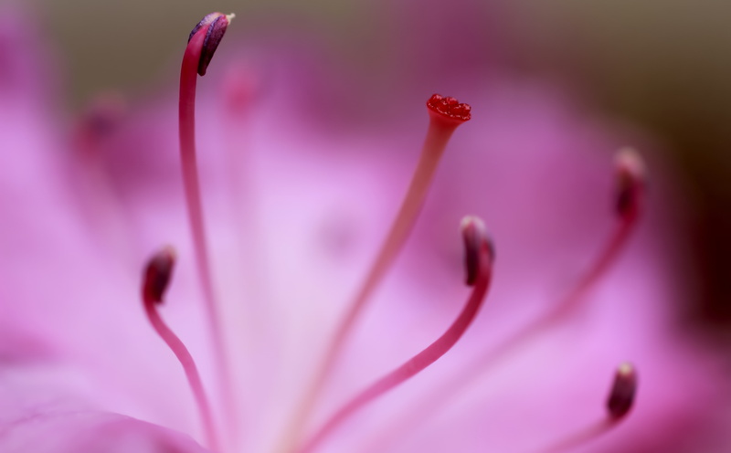 Close, 5K, mason, Blue, pink color, bokeh, Purple, outdoors, growth, 600d, petal, freshness, softness, flowering plant, fragility, springtime, nature