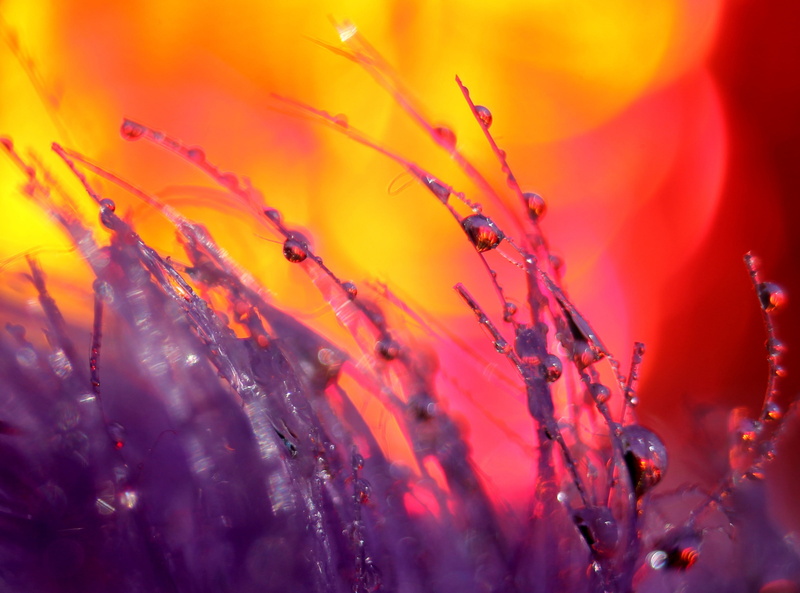 colorbright, Bright, ingham, backgrounds, depth, Plumage, spray, 600d, fragility, Michigan, Reflection, January, bokeh, beauty in nature, Close, autumn