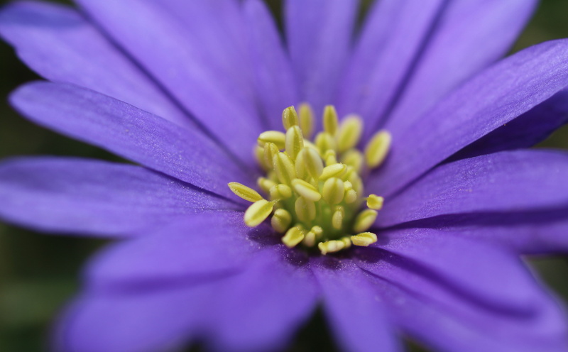 pollen, Petal, flower head, Michigan, growth, stamens, Early, full frame, Lovely, Blossom, purple, Bloom, macrolife, beauty in nature, 600d, Stamen, freshness