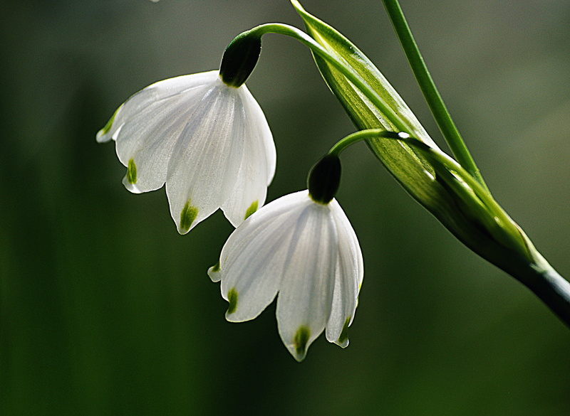 Public Domain, photos, white, CC0, pair, snowdrop, Dedication, snowdrops, Sony DSLR-A300, Bulbs, Flowers, Galanthus nivalis, two, 1080P