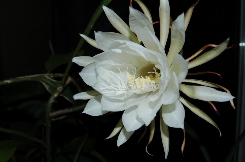 no people, flowering plant, nature, black background, beauty in nature, 2K, queen of the night, night, growth, vulnerability, petal, pollen, plant, inflorescence
