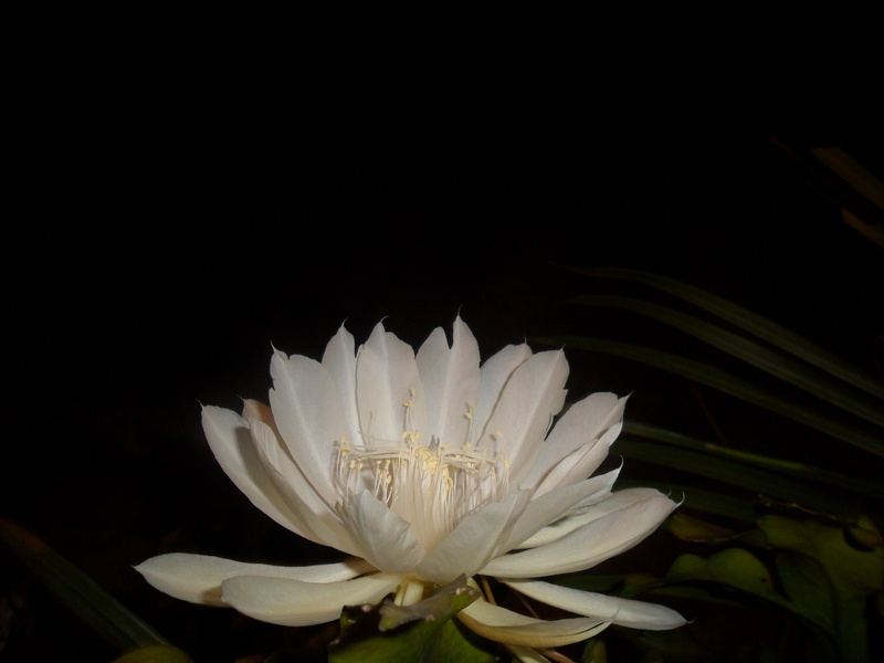 petal, cactus, flowering plant, beauty in nature, softness, nature, close-up, inflorescence, black background, water lily, pollen, night, growth, flower head