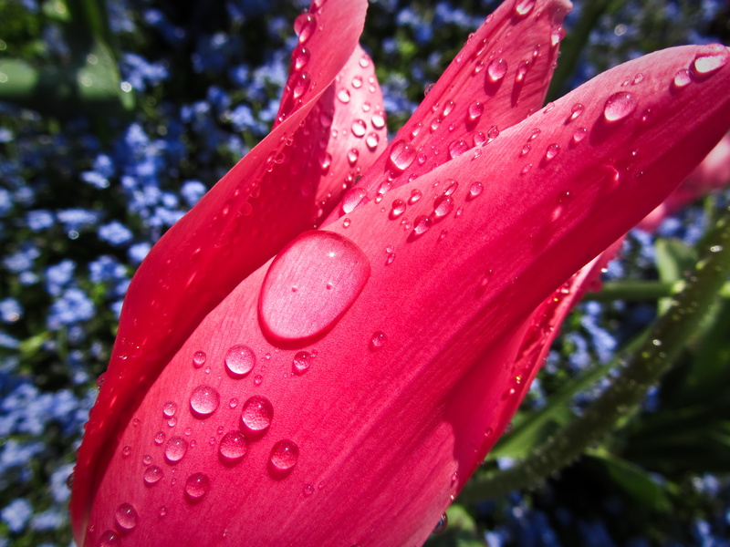 spray, raindrops, beauty In Nature, petal, water, shot, Canon, 4K, flower, Golders Hill Park, Tulip, lightroom, dew, drop, close-up, pink, drops, nature