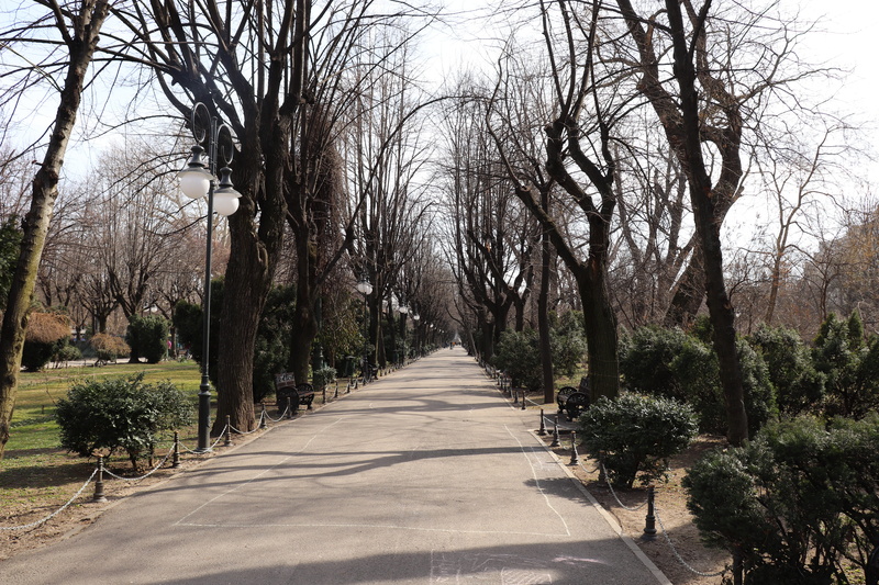 cold, garden, long, transportation, nature, road, plant, diminishing perspective, romania, treelined, park, tree, 5K, growth, bucharest, cismigiu, no people