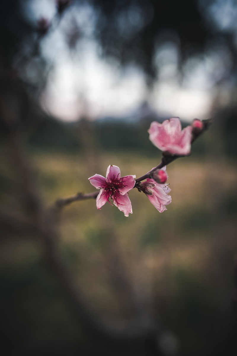 plant, through, day, pollen, forest, seed, beauty in nature, freshness, flower head, flowering plant, close-up, petal, company, nature, 5K