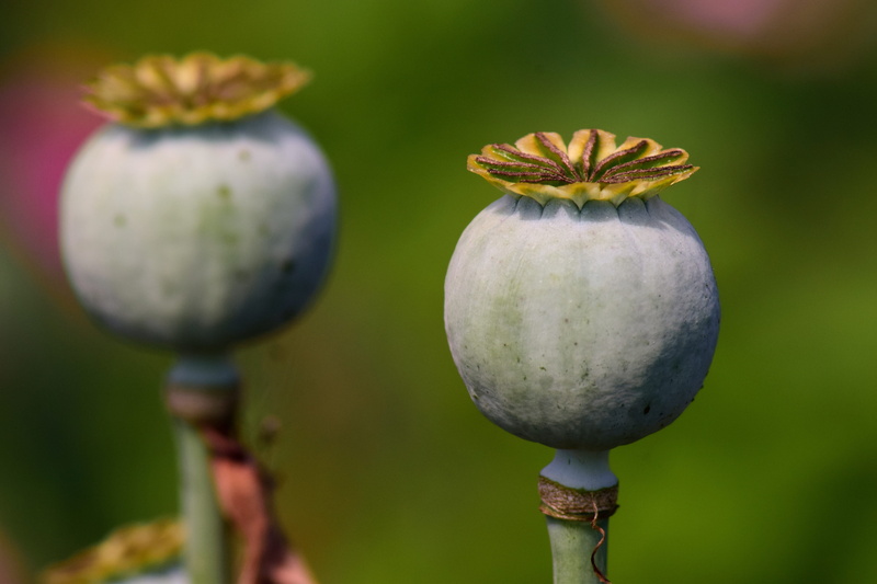 Seed, photography, food, nature, opium, day, selective, decoration, focus on foreground, encapsulate, in the garden, Poppy, 5K, no people, close-up, poppy seed