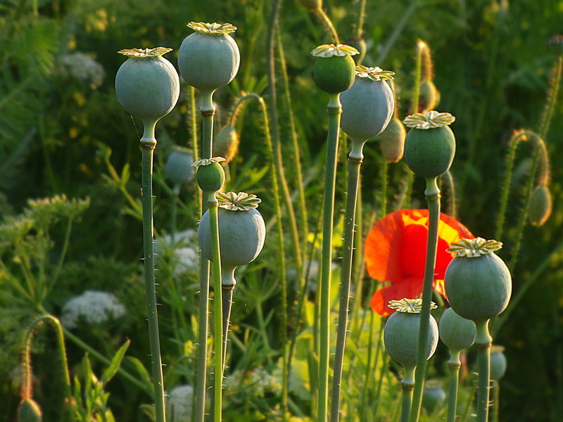 close-up, 2K, land, plant stem, day, poppy seed, flower Head, poppy flower, agriculture, flowering plant, springtime, vulnerability, Flower, poppy meadow