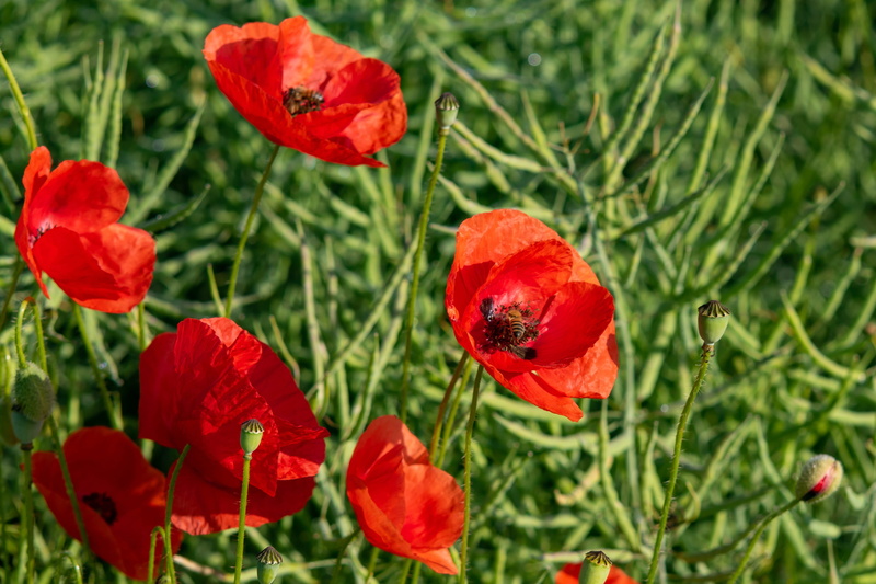inflorescence, petal, focus on foreground, plant, no people, day, bud, nature, green color, beauty in nature, flanders poppy, flower head, growth, summer