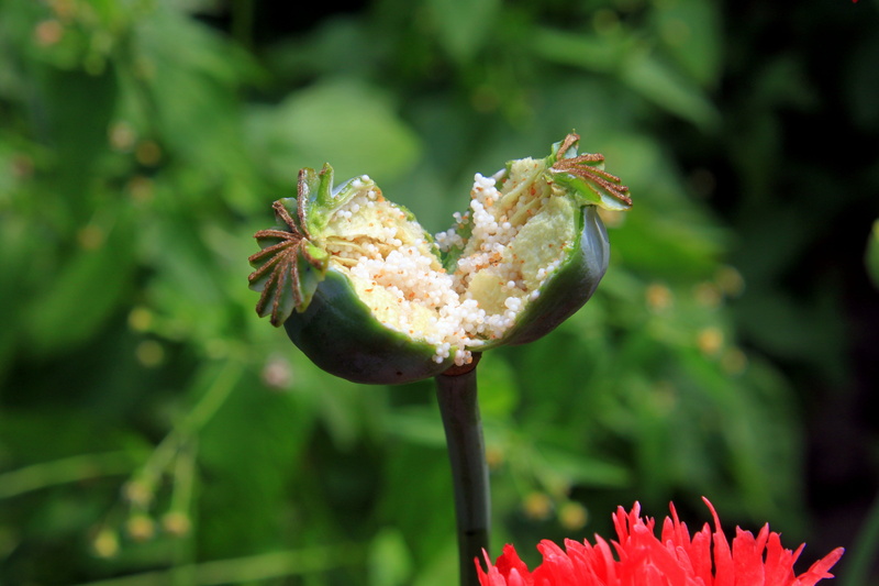 health, nature, freshness, food and drink, flower, plants, garden, pods, vulnerability, fragility, inflorescence, opium, springtime, outdoors, pollen, flower head