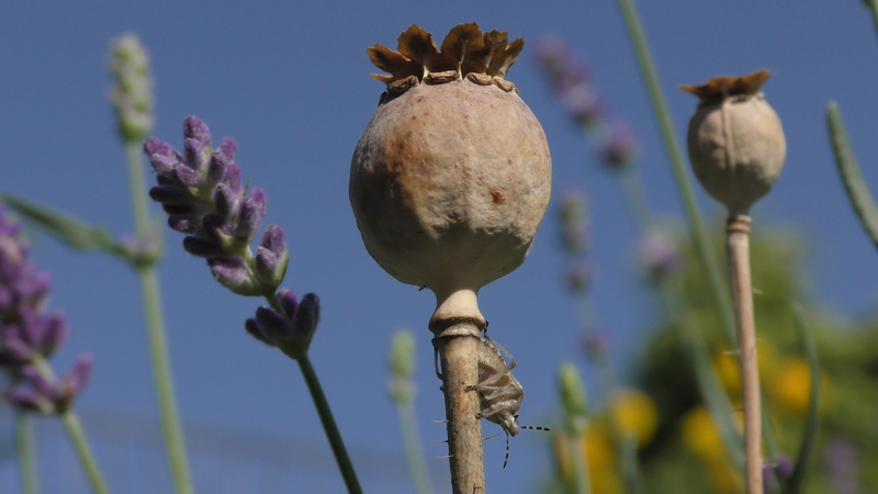 new life, 5K, plant, poppy austria, growth, freshness, flower, flowering plant, vulnerability, sunlight, bud, day, boll, poppy capsule, no people, opium poppy