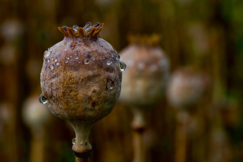 focus, wet, art and craft, water, close up, flower, decoration, nature, plant, raindrop, freshness, fruit, tranquility, poppy capsule, tree, outdoors, no people